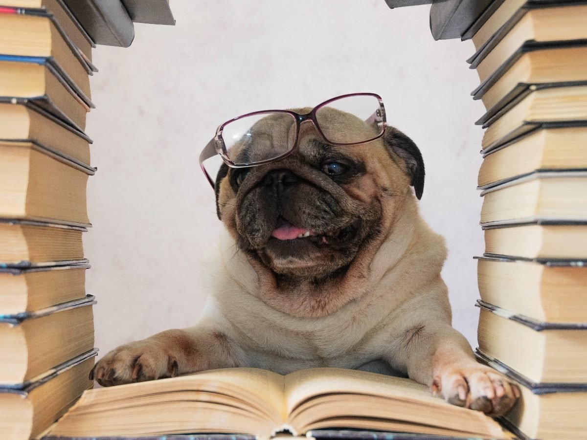 A pug wearing glasses sits between stacks of books with an open book in front, looking like it is studying.